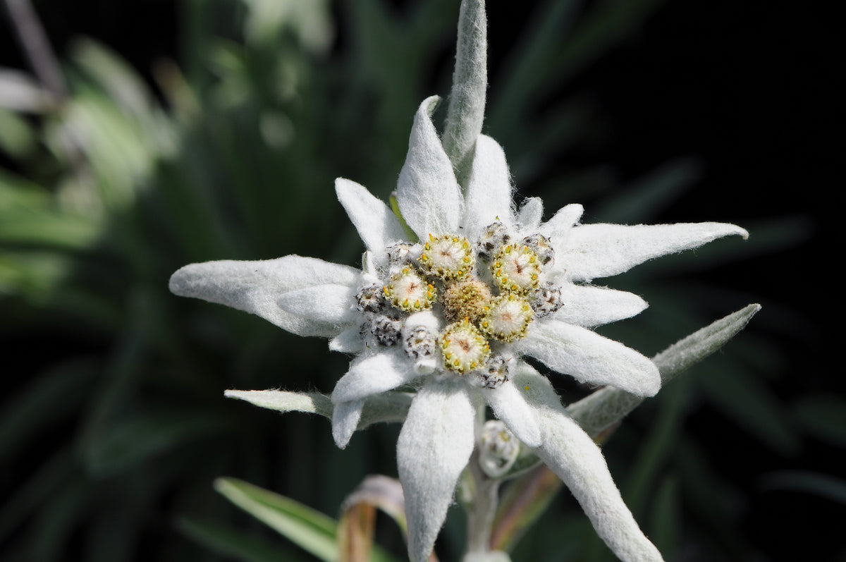 Edelweiss Seeds